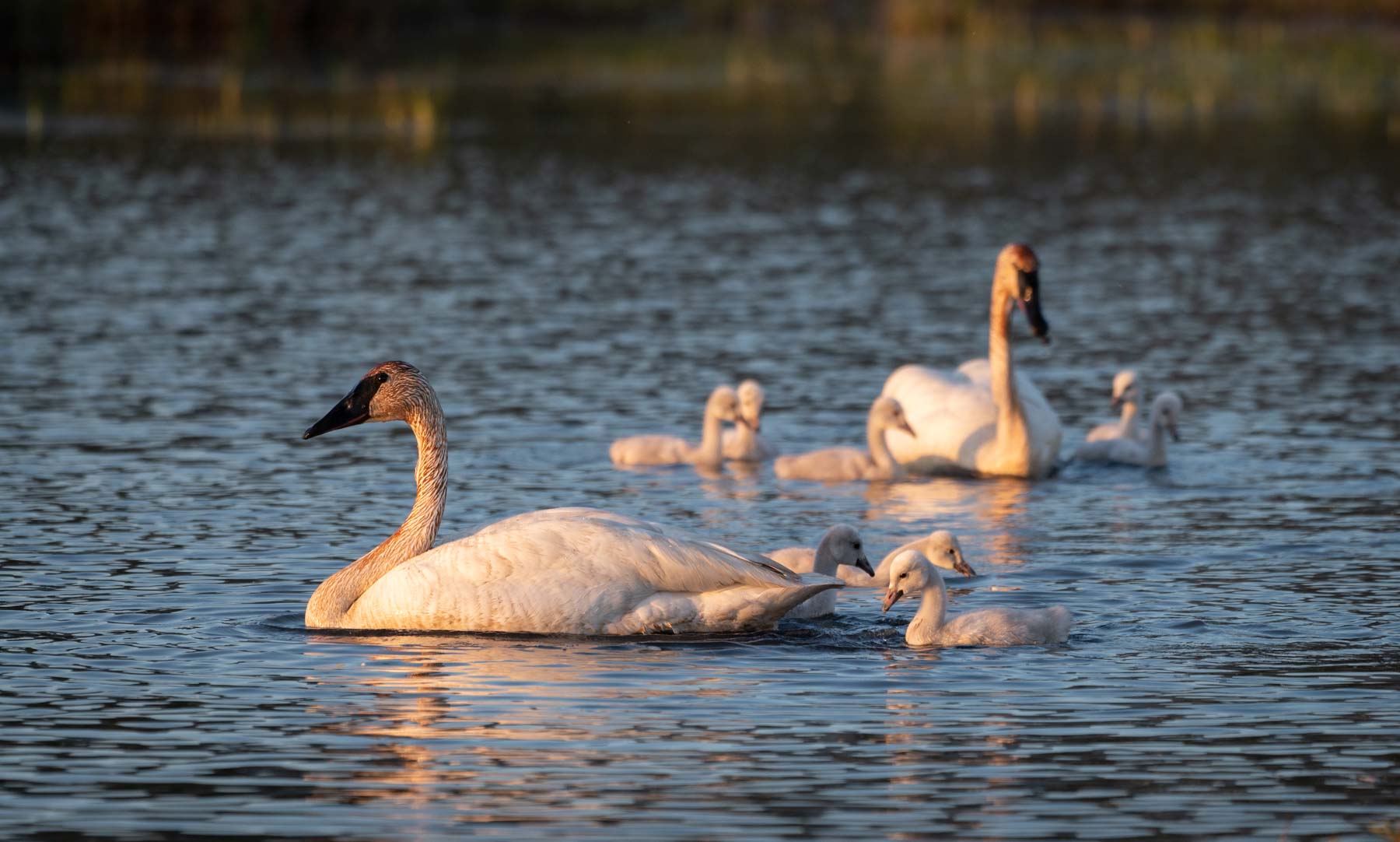 The Potter Marsh Trumpeter Swan family bathes in golden light on the evening of Thursday June 16, 2022.  Eight cygnets this year!